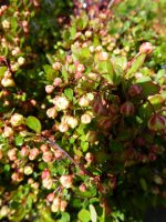 Berberis thunbergii Kobold