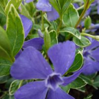 Vinca minor Ralph Shugert