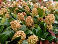 Skimmia japonica Brocox king