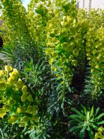 Euphorbia characias wulfenii Wolfsmelk