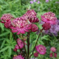 Astrantia major Abbey Road