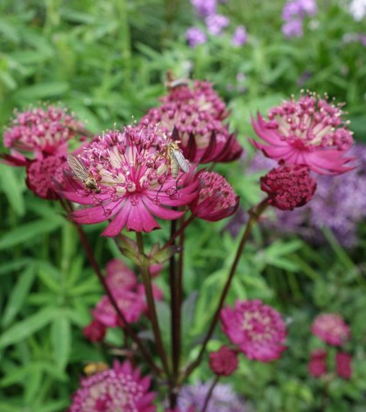 Astrantia major Abbey Road - Zeeuws knoopje