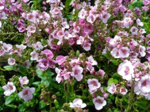 Diascia vigilis