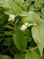 Smilacina Racemosa Valse Salamonszegel