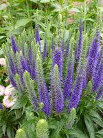 Veronica spicata Ulster Dwarf Blue Ereprijs