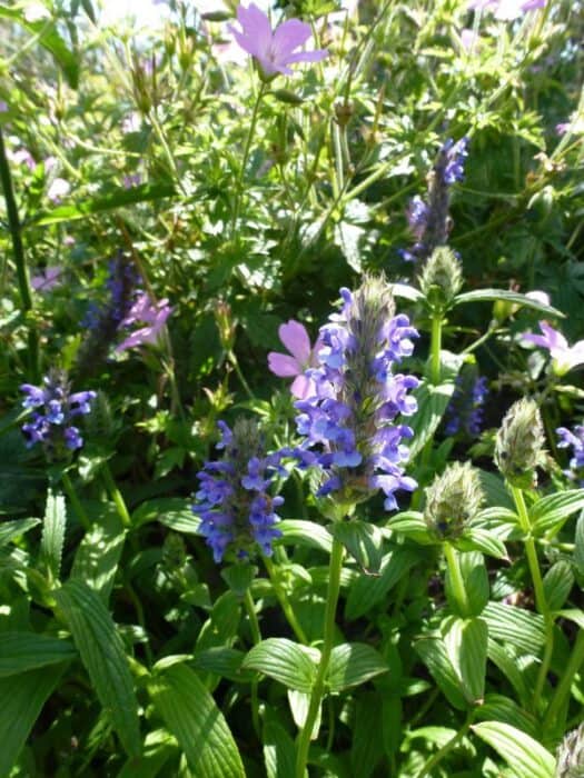 Nepeta nervosa