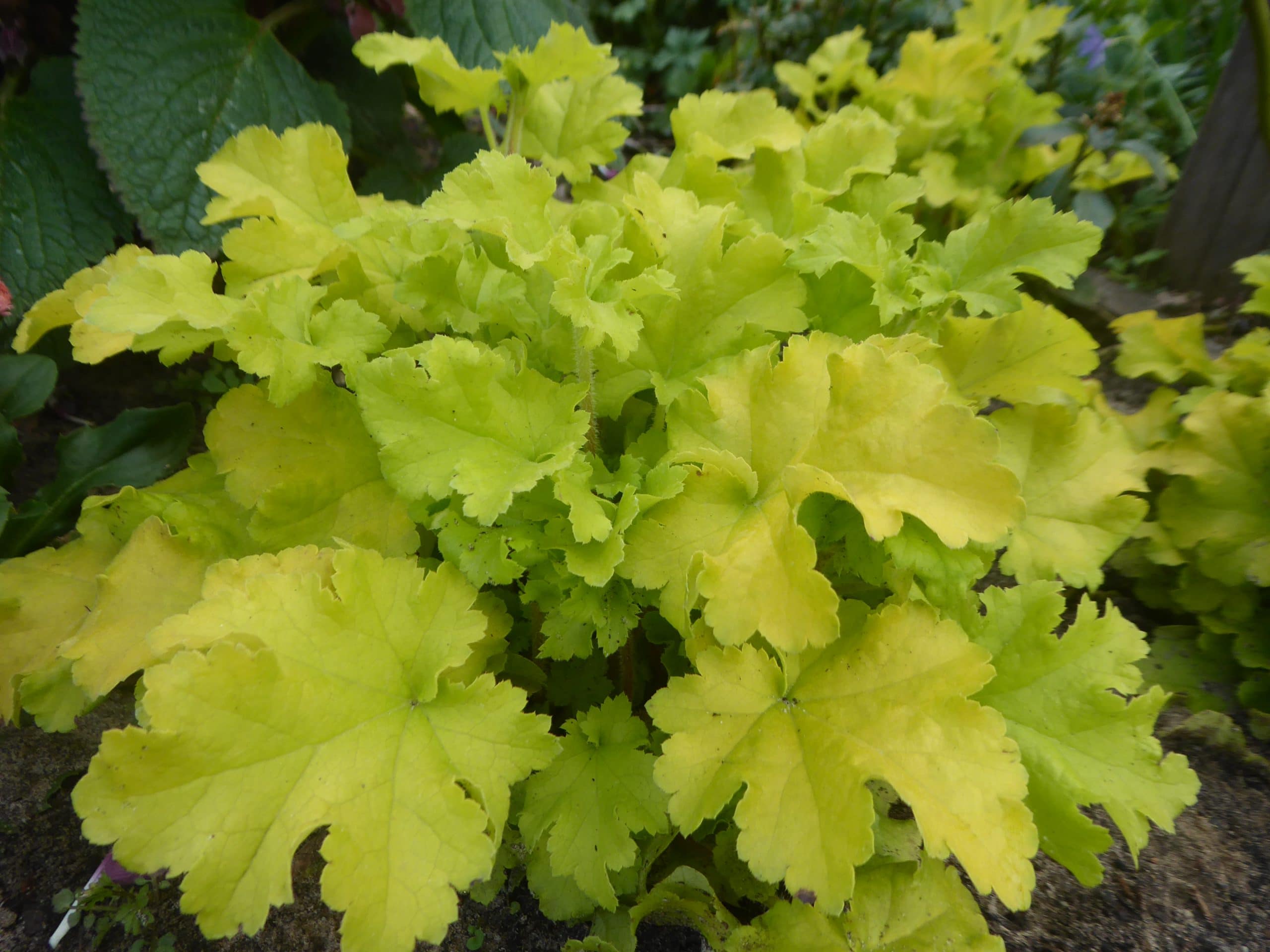 Heuchera Lime Marmalade