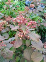 Viburnum plicatum Tennessee