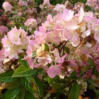 Hydrangea paniculata Sundae Fraise