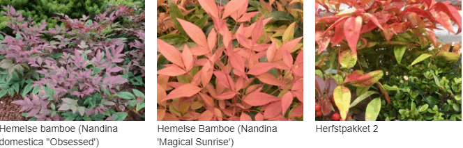 Nandina kopen