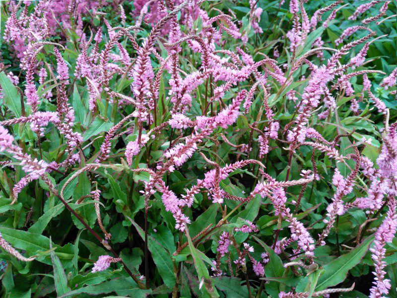 Persicaria amplexicaulis Pink Elephant - Duizendknoop