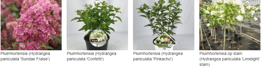Pluimhortensia kopen