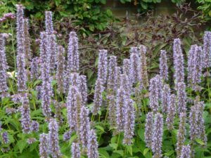 Agastache Blue Fortune