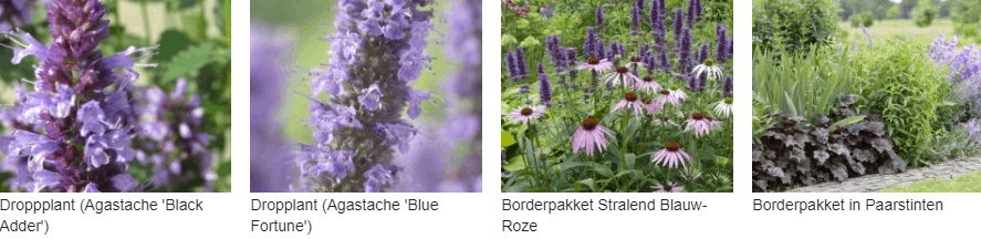 Agastache kopen