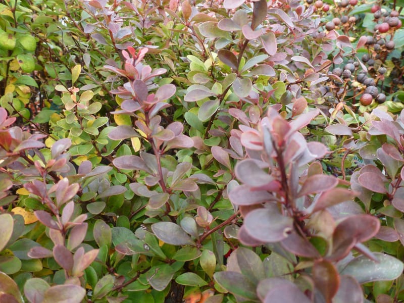 Berberis thunbergii Atropurpurea nana