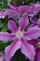 Clematis Dr Ruppel