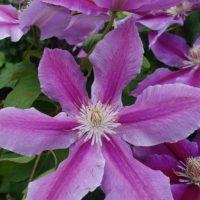 Clematis Dr Ruppel