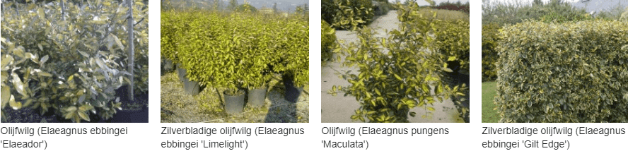 Elaeagnus kopen