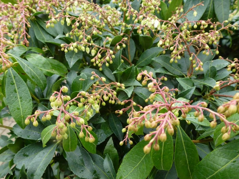 Pieris