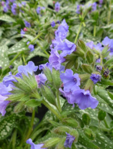 Pulmonaria saccharata Mrs.Moon