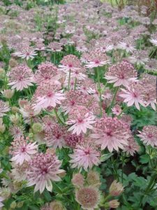 Astrantia major Roma