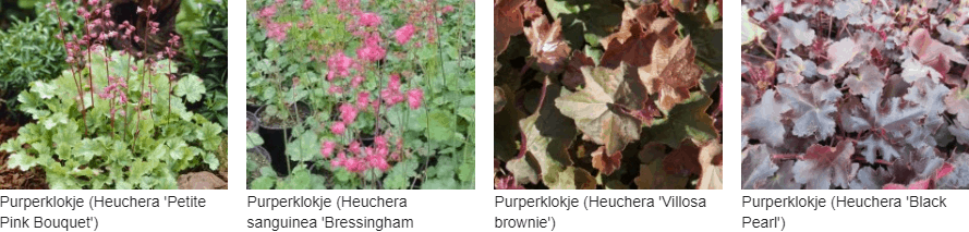 Heuchera kopen