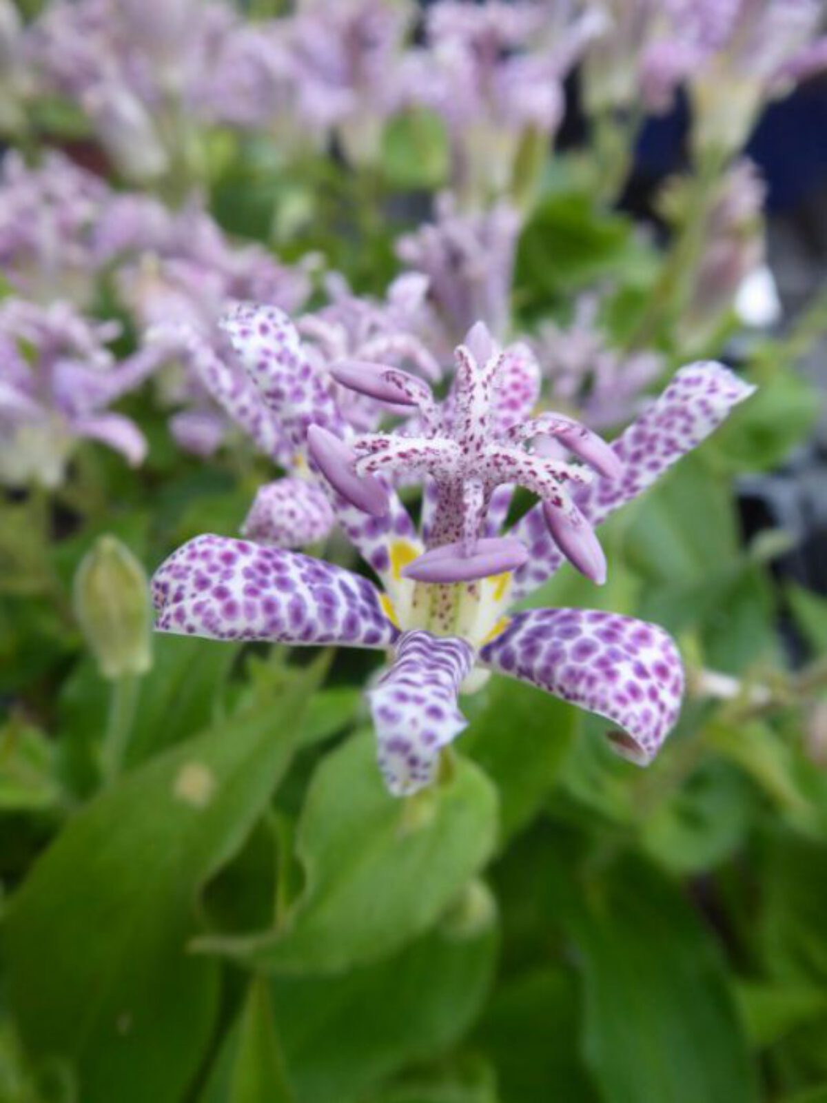 Paddenlelie Armeluisorchidee Onderhoud Bloei En Standplaats Paddenlelie Armeluisorchidee Onderhoud Bloei En Standplaats