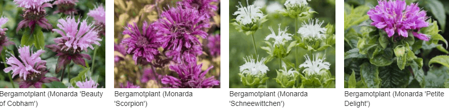 Bergamotplant kopen