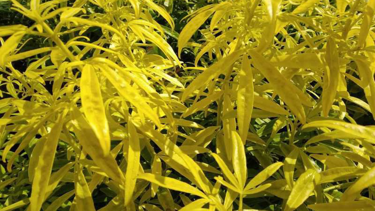 Choisya Ternata Goldfingers Mexicaanse Oranjebloesem