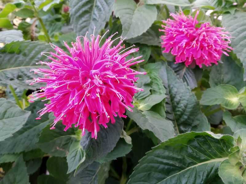 Monarda Bee Happy