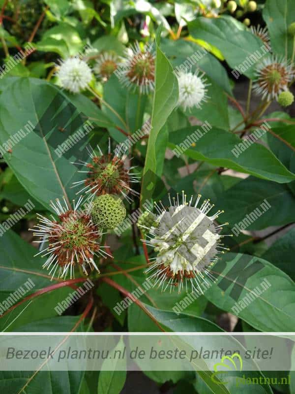 Cephalanthus occidentalis