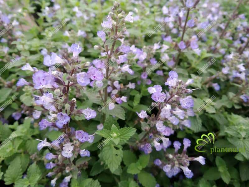 Nepeta Purrsian Blue