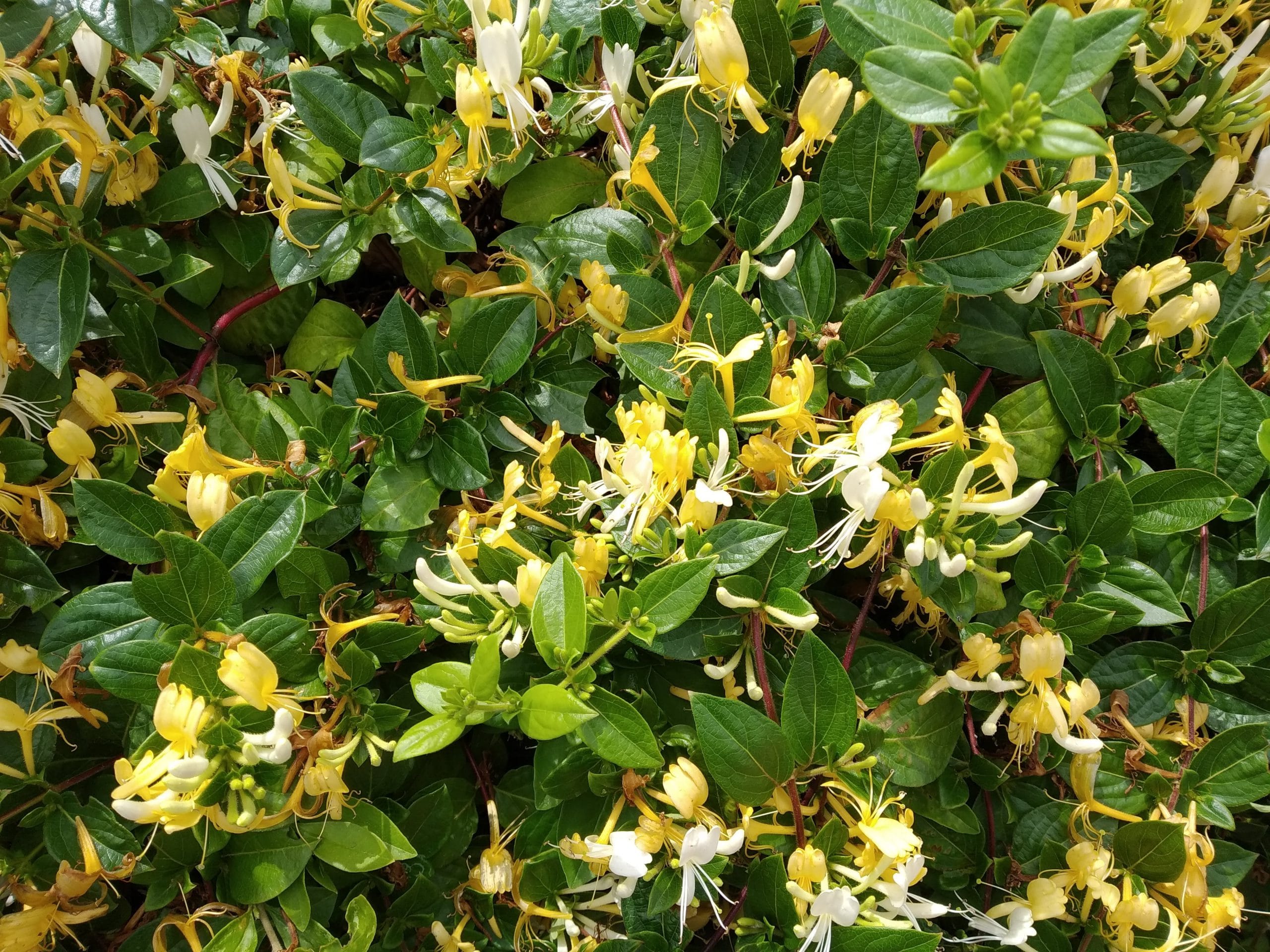 Lonicera periclymenum