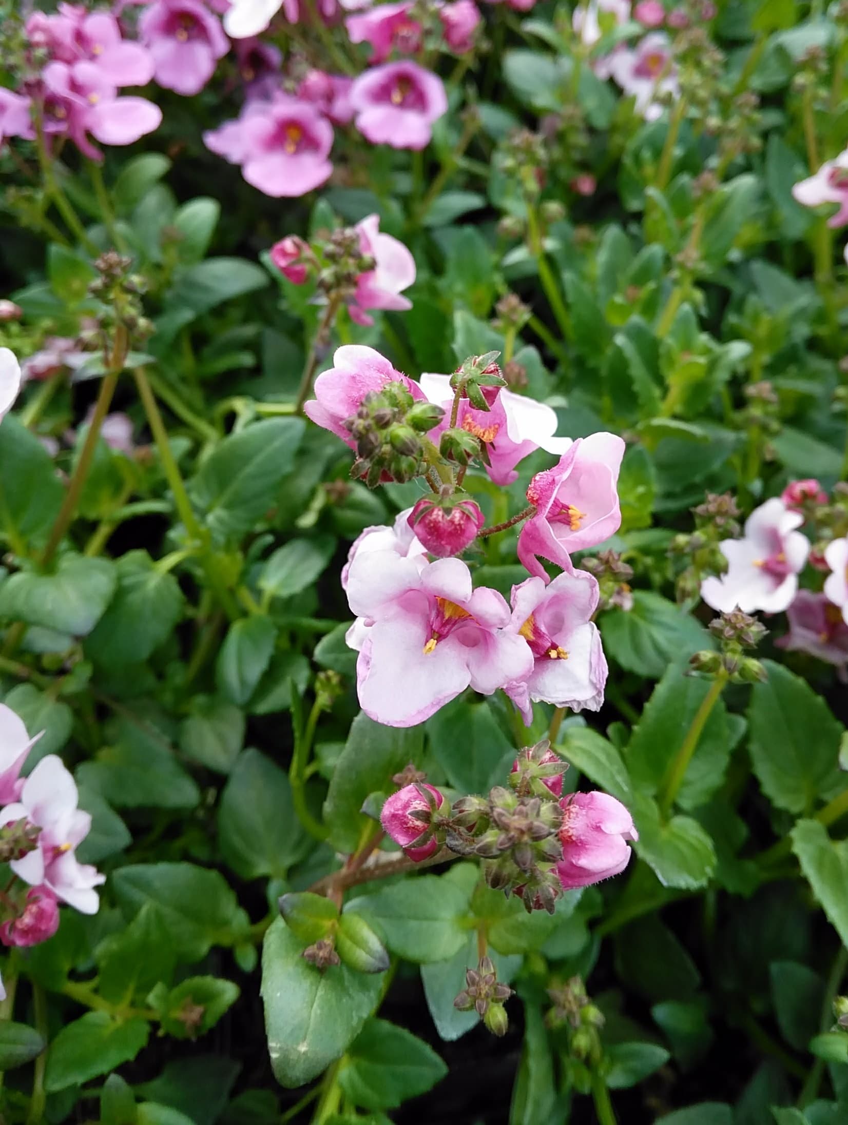 Diascia Salmon Supreme
