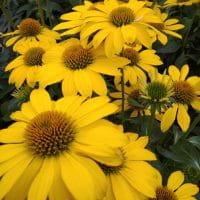 Echinacea Sombrero Lemon Yellow
