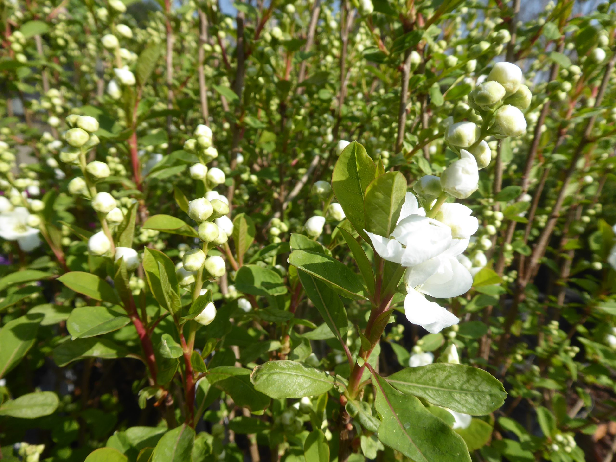 Exochorda Magical Spring