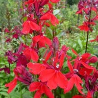 Lobelia Fan Scarlet
