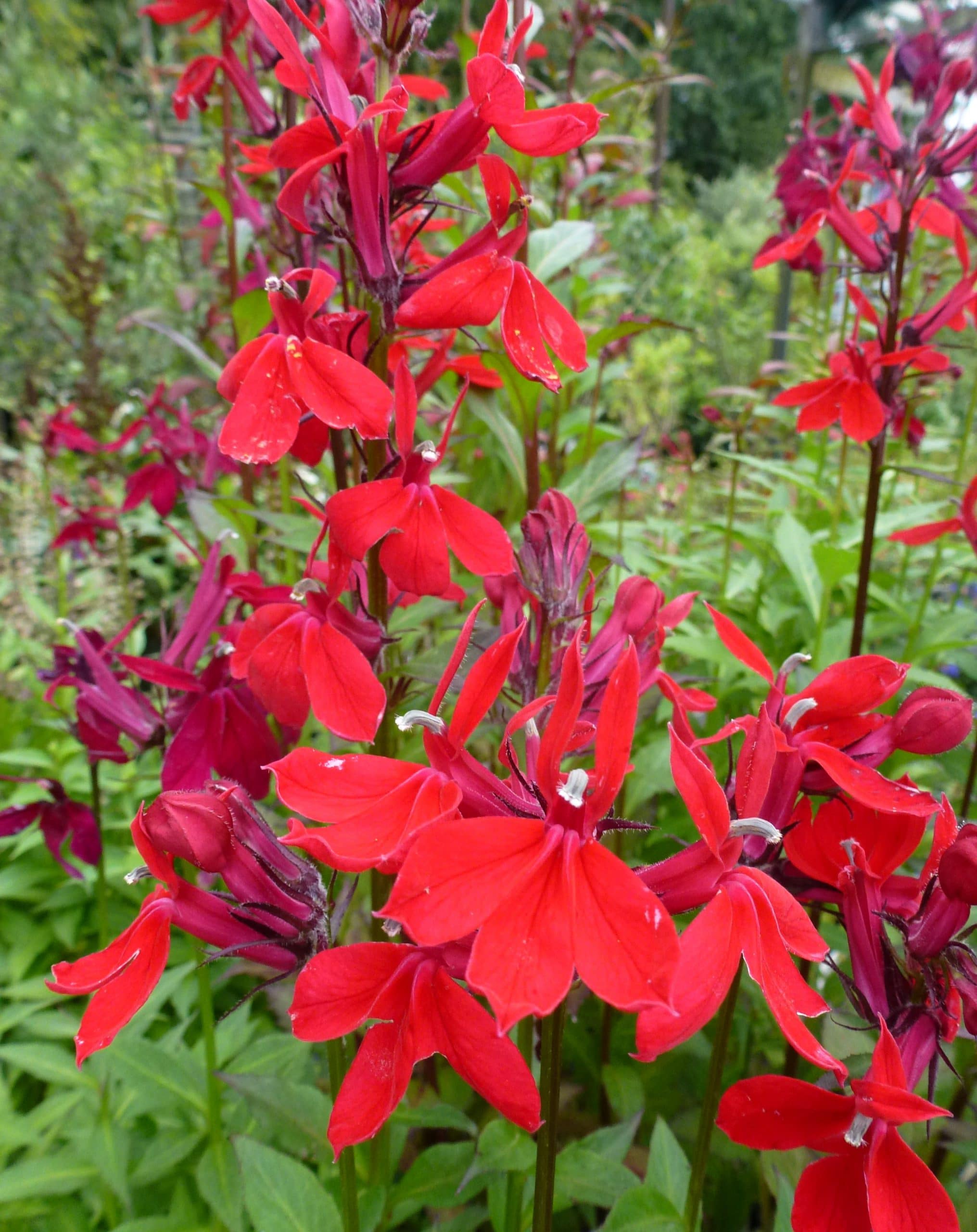 Lobelia Fan Scarlet