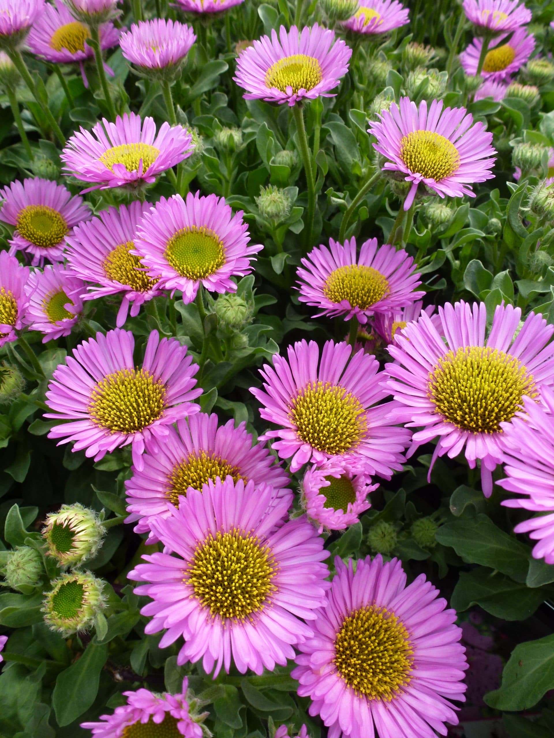 Erigeron glaucus Seabreeze Erigeron glaucus Seabreeze