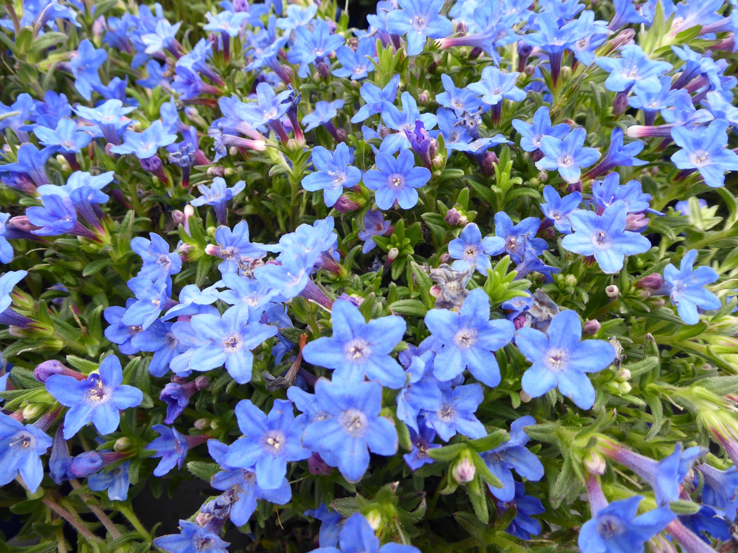 Lithodora diffusa Heavenly Blue