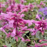 Agastache Rosie Posie