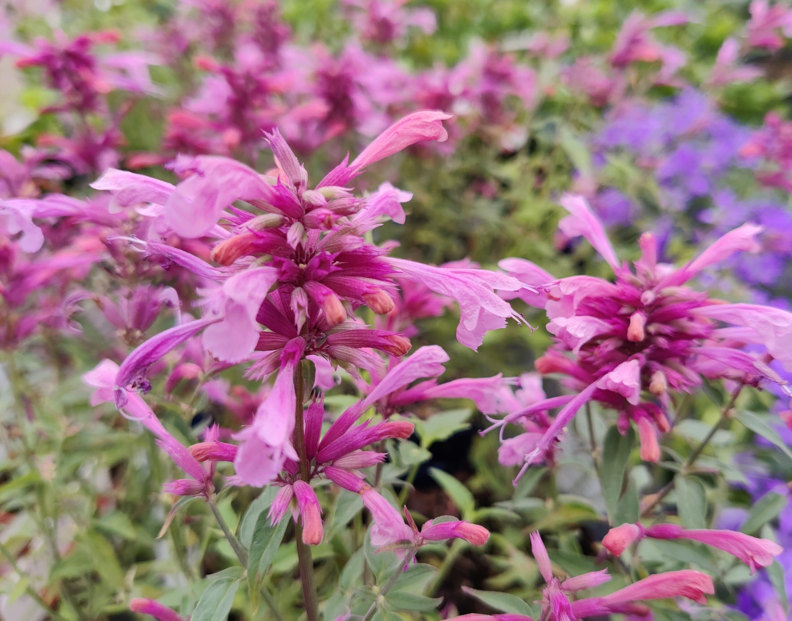Agastache Rosie Posie