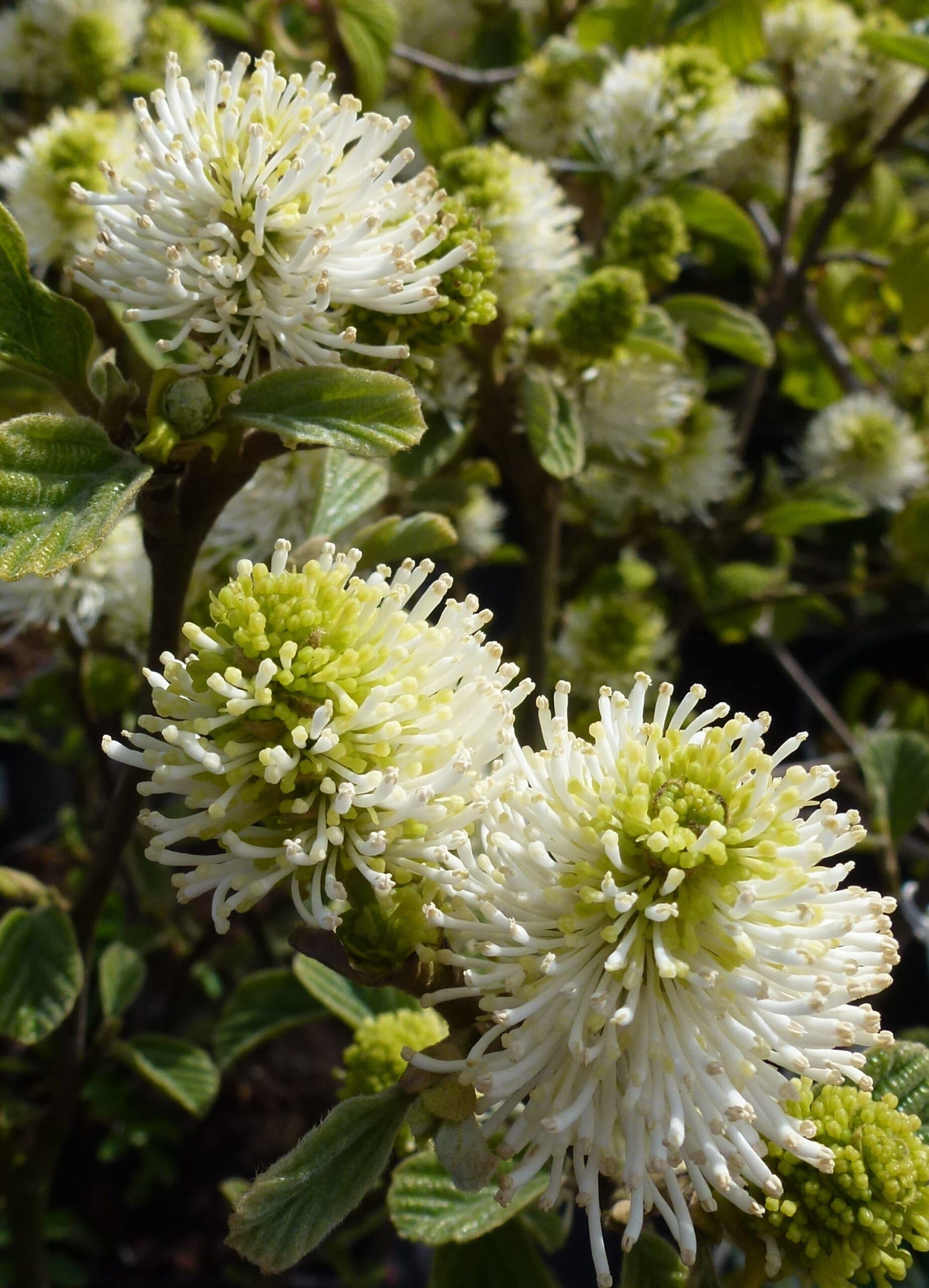 Fothergilla major