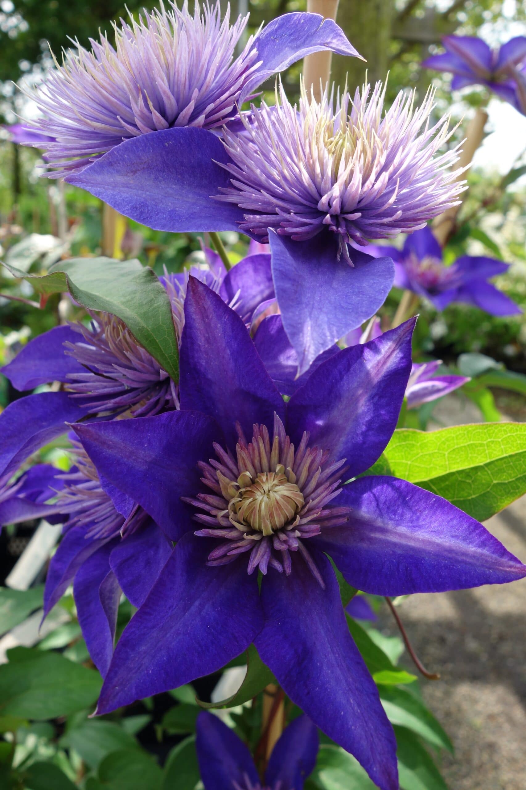Clematis Multi Blue