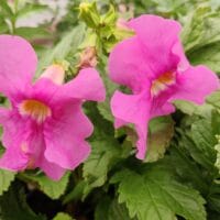 Incarvillea delavayi
