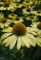 Echinacea purpurea Cleopatra