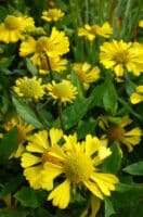 Helenium Sombrero