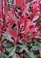 Photinia fraseri Carré Rouge