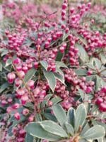 Pieris japonica Polar Passion