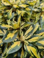 Rhododendron Gold Shine